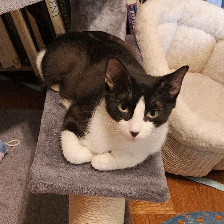 mitten paws Mai Tai, a Adoptable mixed breed in Toluca Lake, CA image 2/5