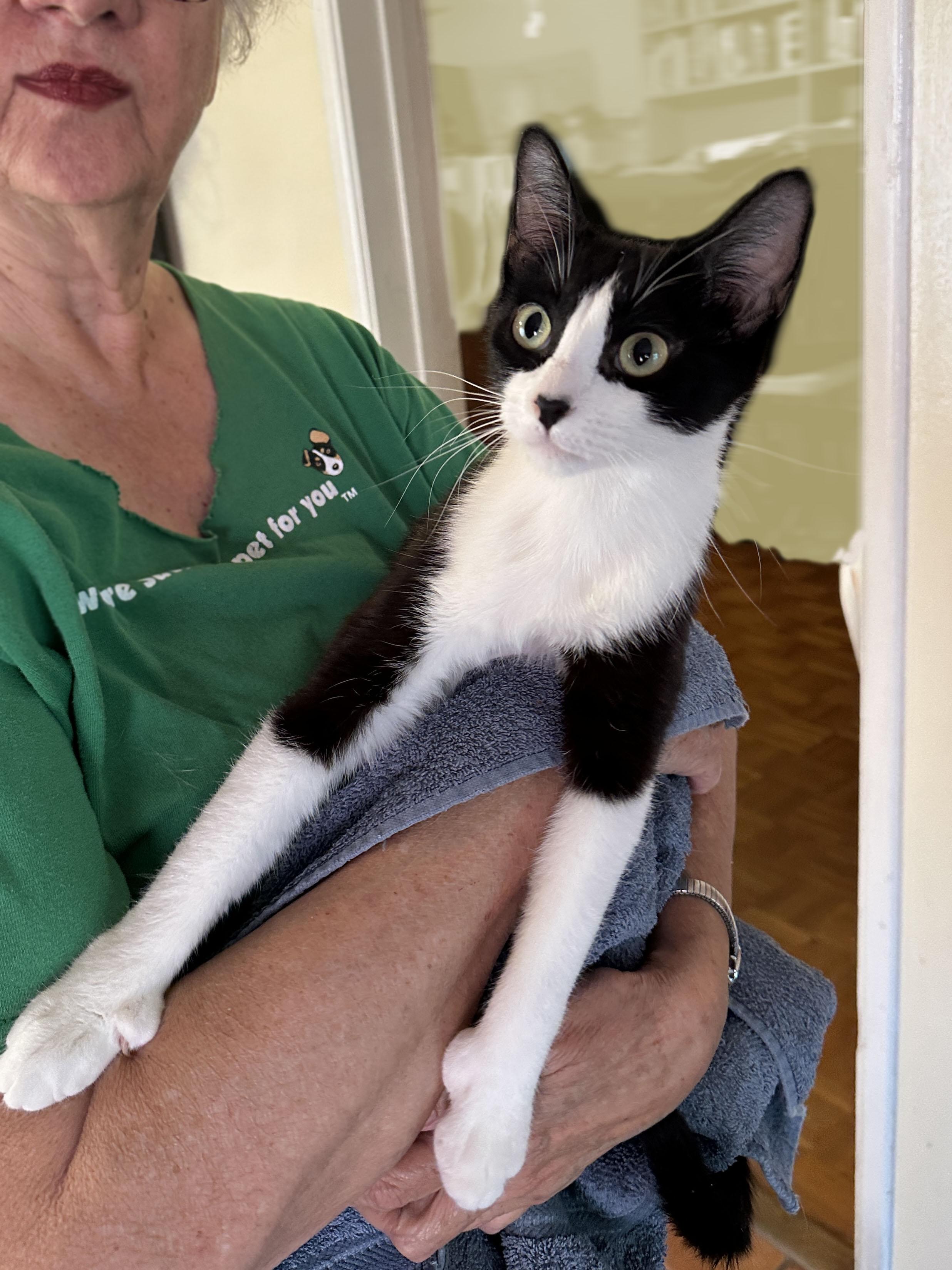 mitten paws Mai Tai, a Adoptable mixed breed in Toluca Lake, CA image 3/5