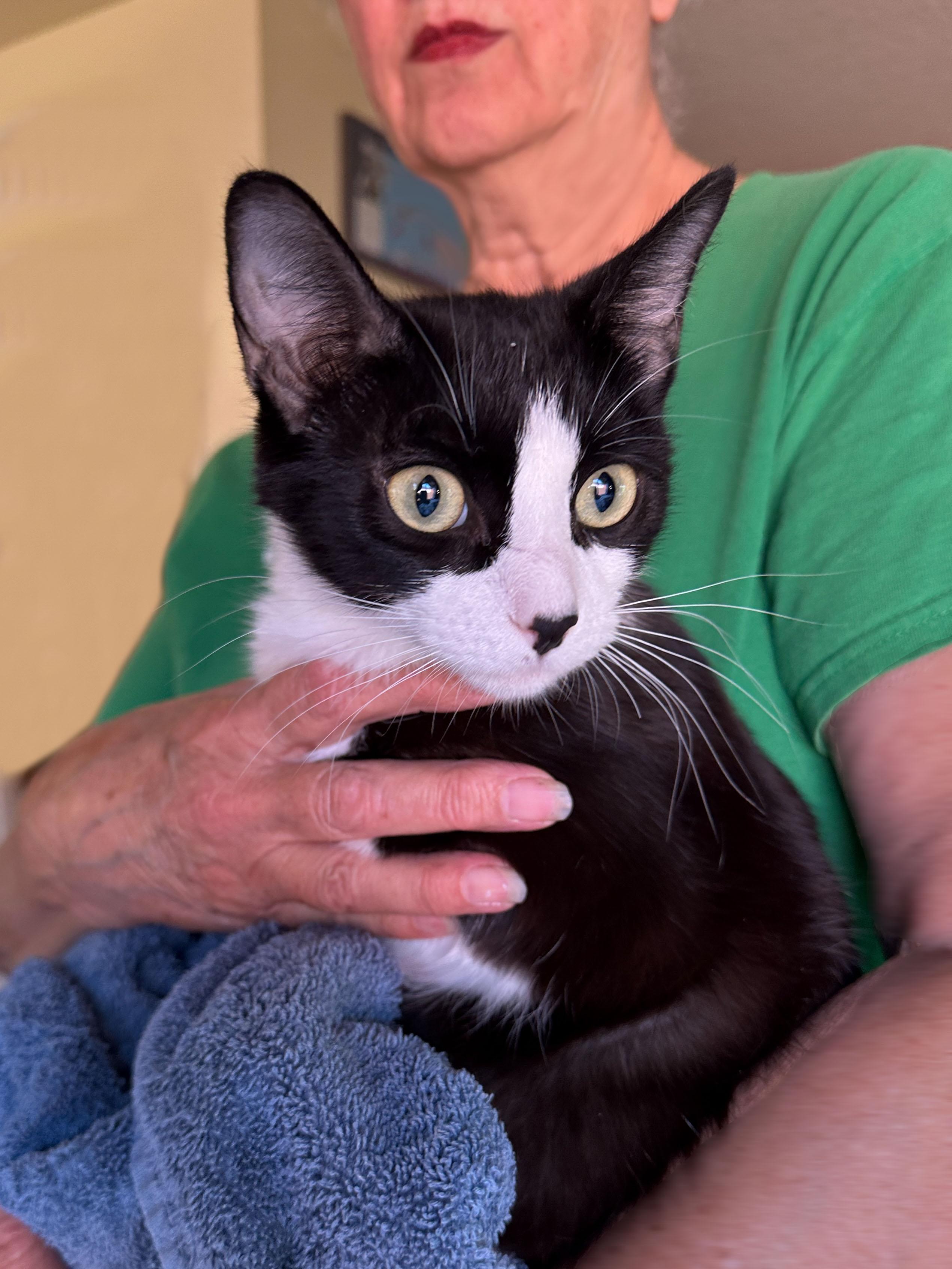 mitten paws Mai Tai, a Adoptable mixed breed in Toluca Lake, CA image 5/5