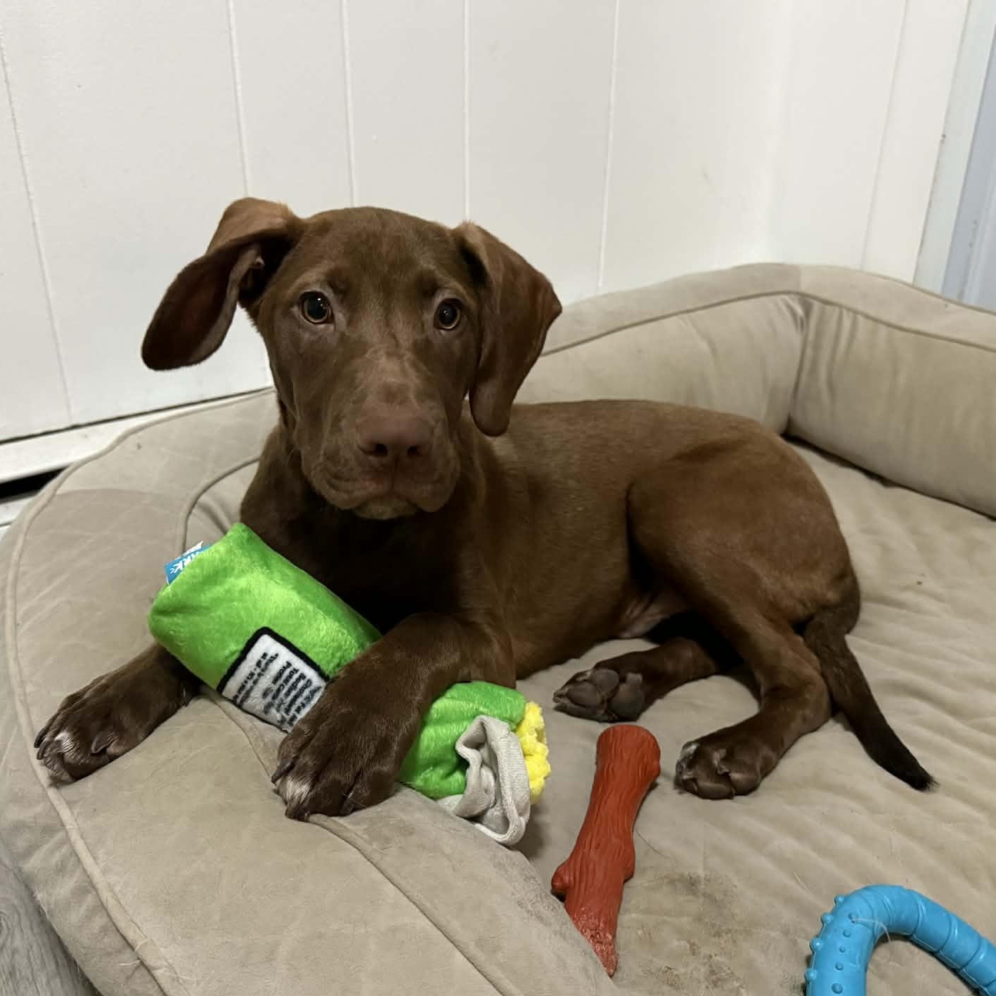 Enlarge Hudson, an adopted Mixed Breed in Schenectady, NY image 2/6