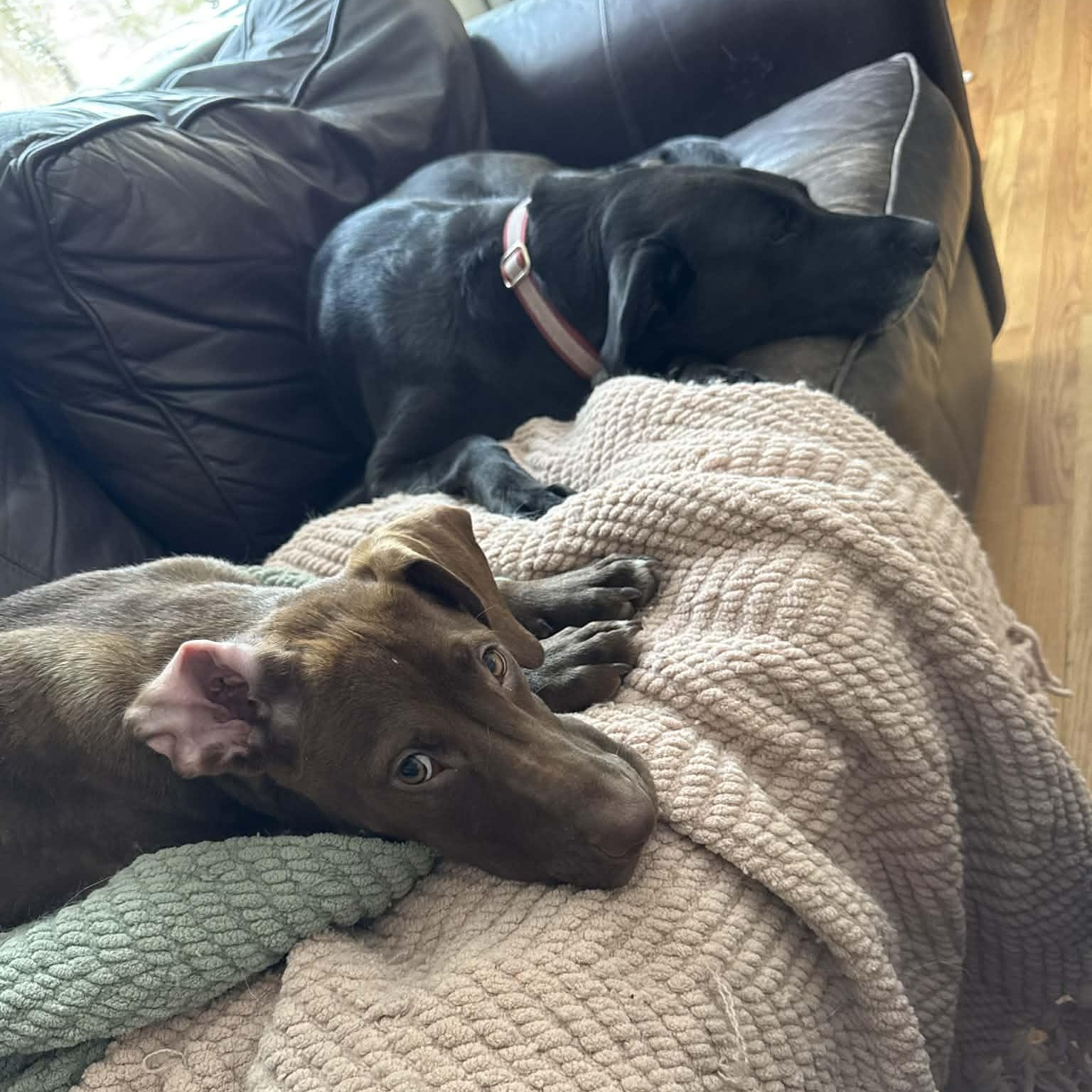 Enlarge Hudson, an adopted Mixed Breed in Schenectady, NY image 4/6