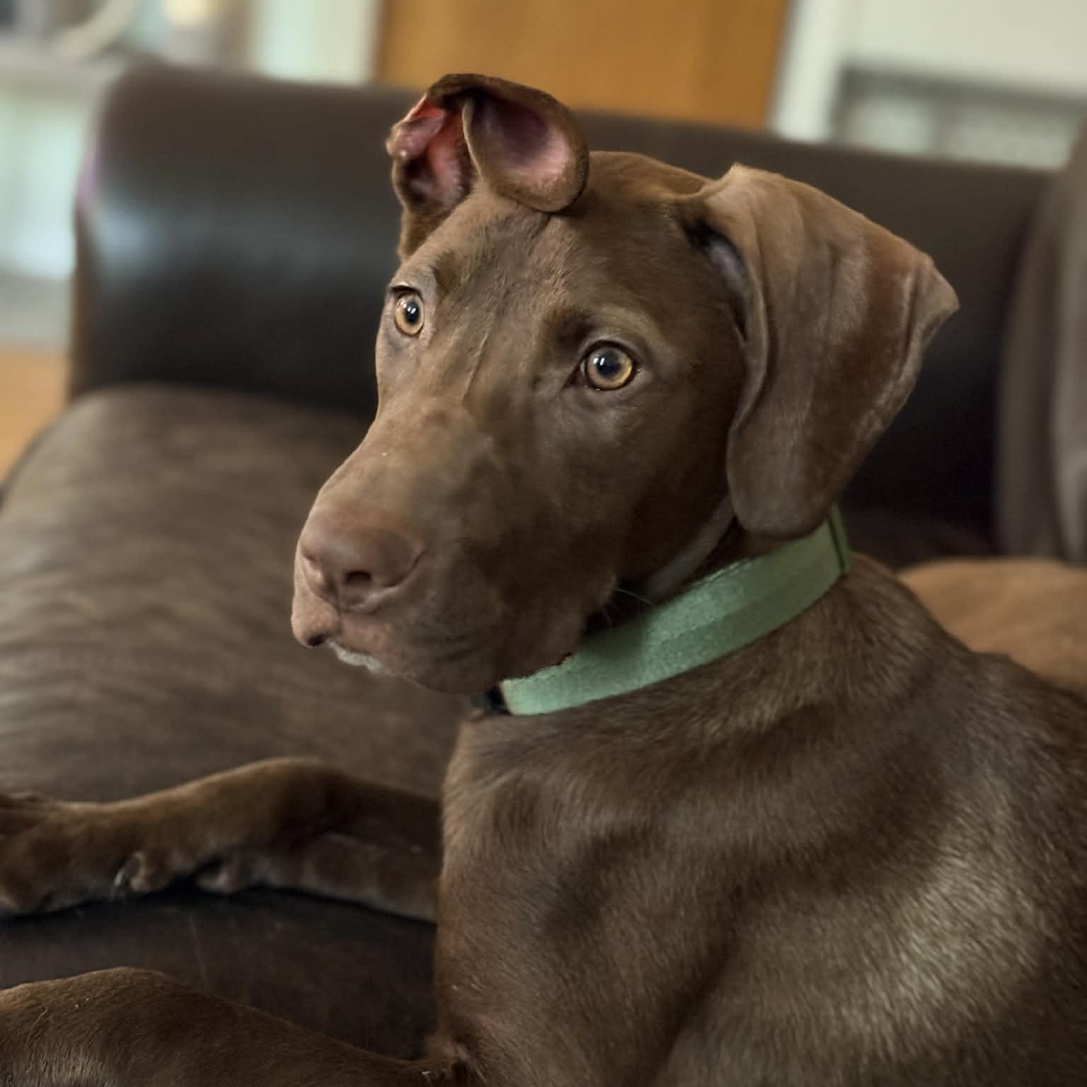 Enlarge Hudson, an adopted Mixed Breed in Schenectady, NY image 1/6