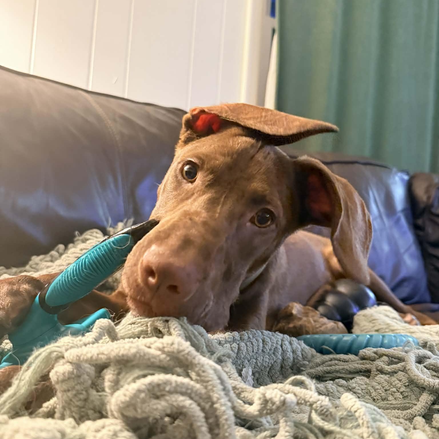 Enlarge Hudson, an adopted Mixed Breed in Schenectady, NY image 6/6