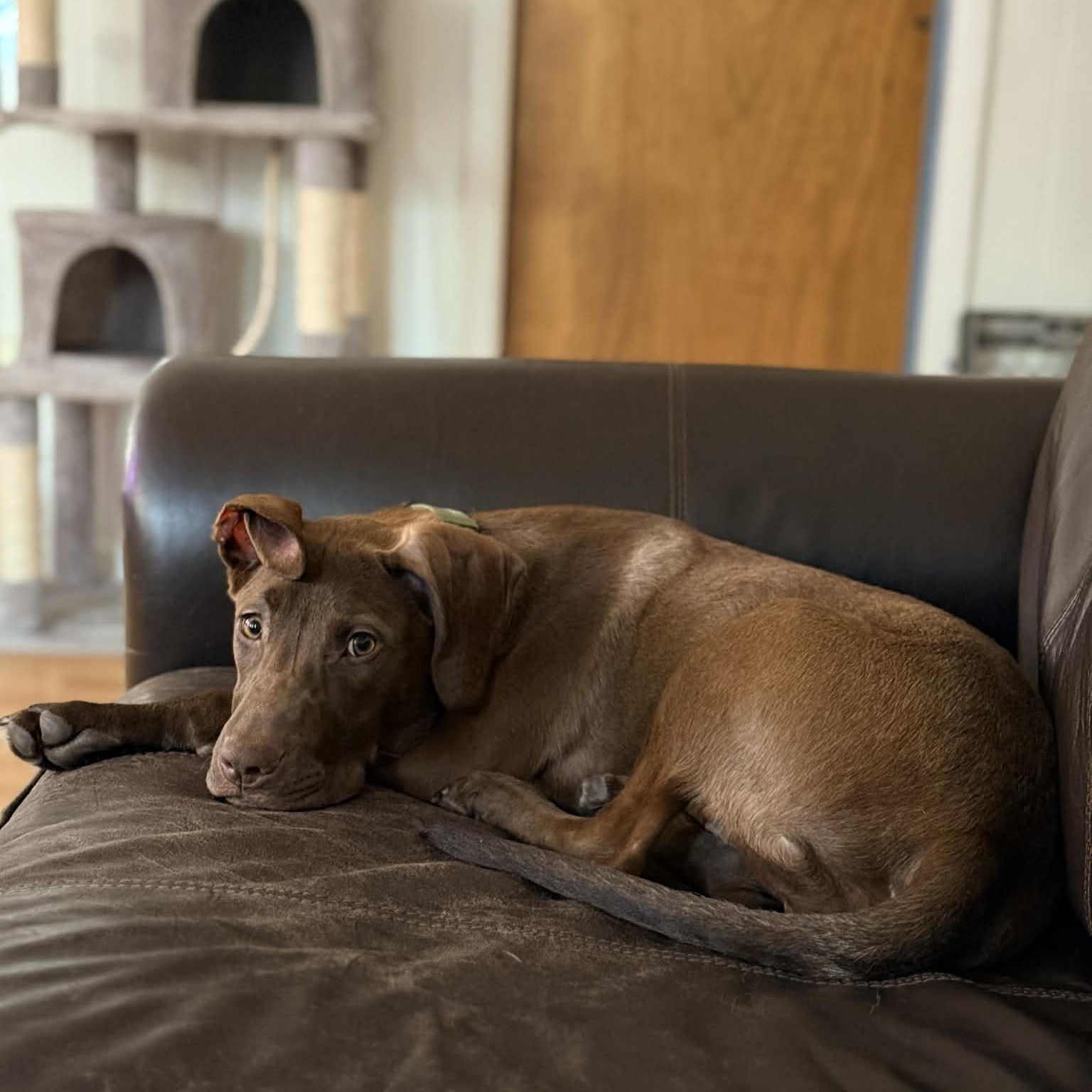 Enlarge Hudson, an adopted Mixed Breed in Schenectady, NY image 5/6