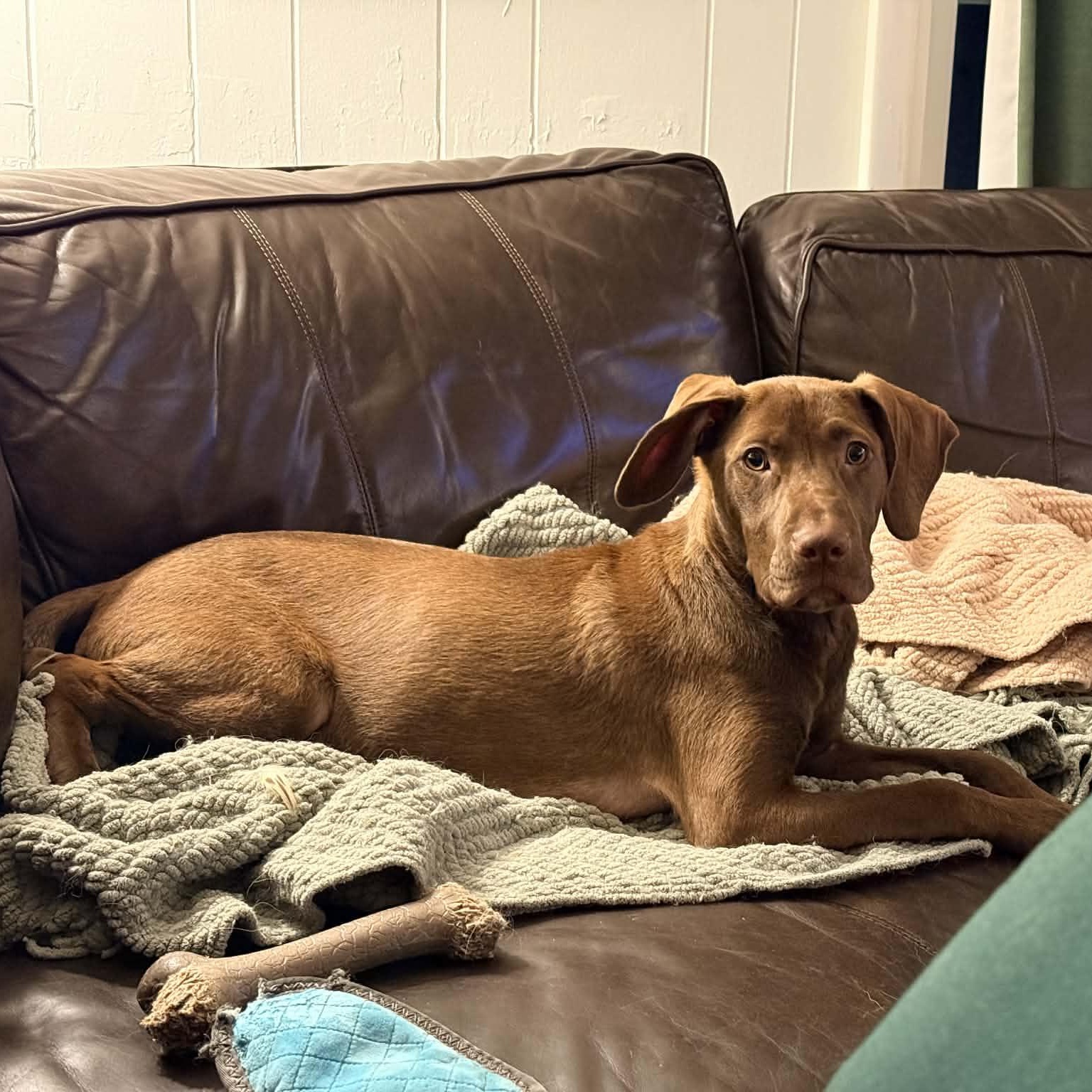 Enlarge Hudson, an adopted Mixed Breed in Schenectady, NY image 3/6