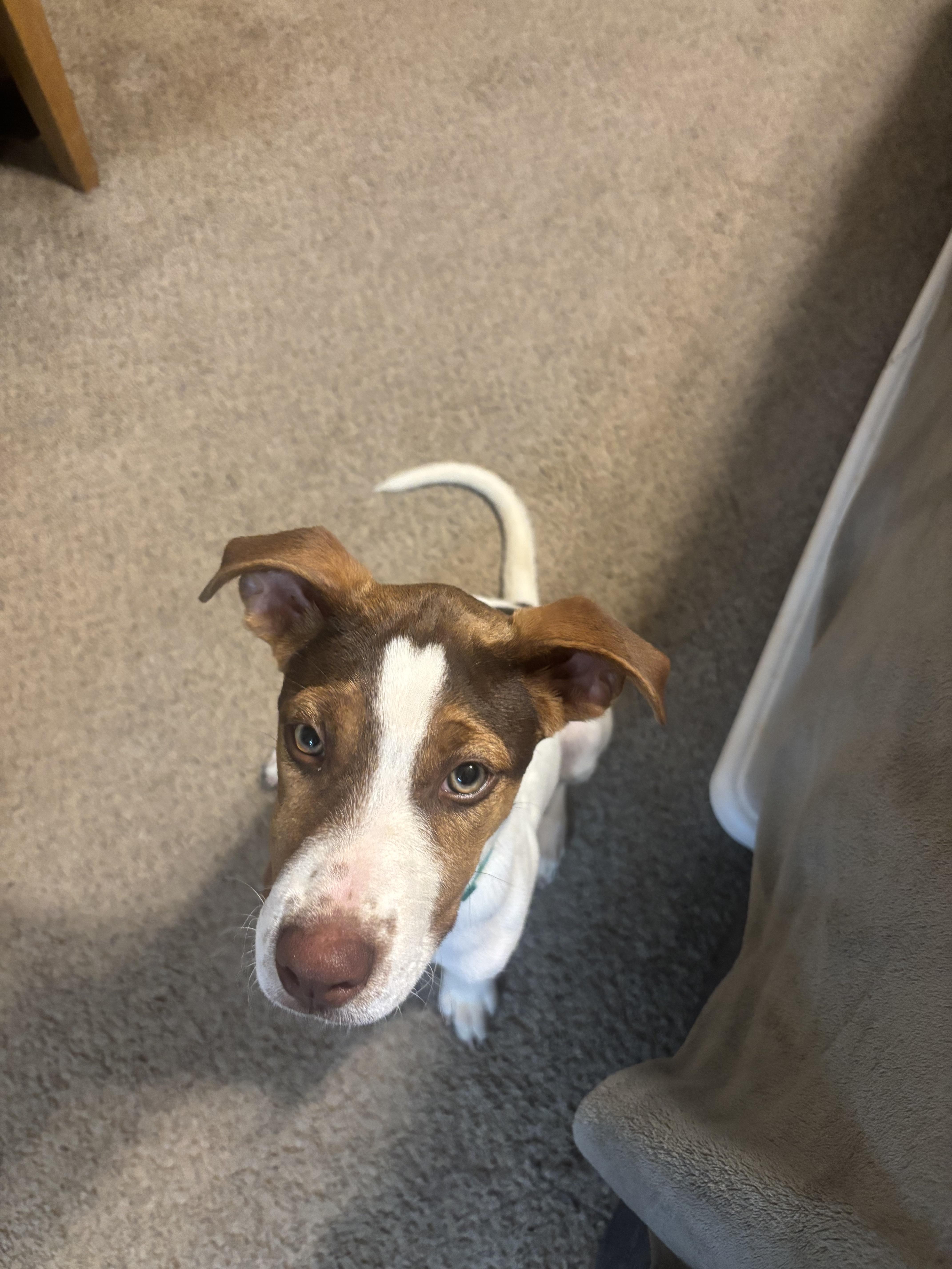 Enlarge Maple, a Adoptable mixed breed in polkton, NC image 1/6