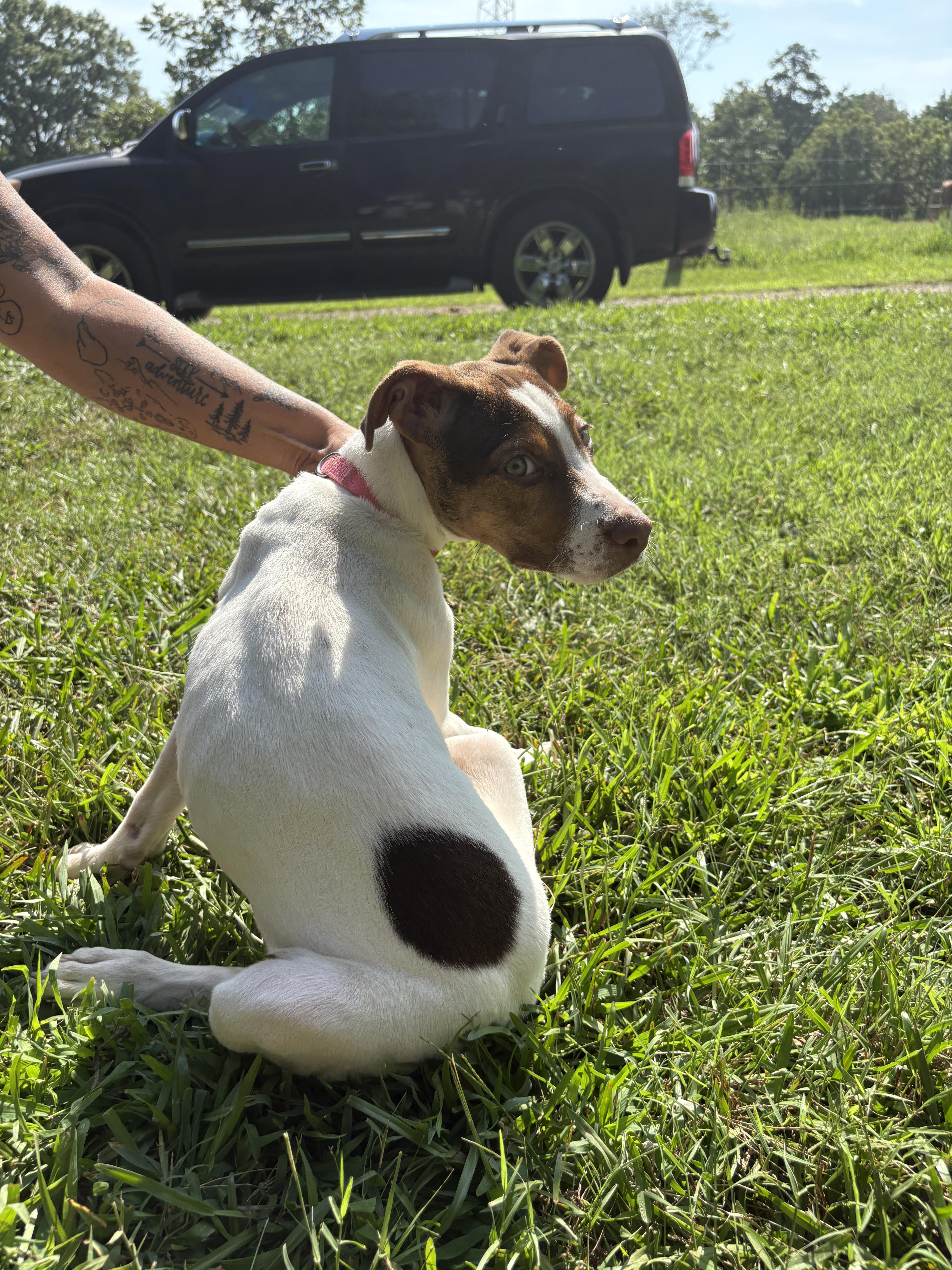 Enlarge Maple, a Adoptable mixed breed in polkton, NC image 2/6