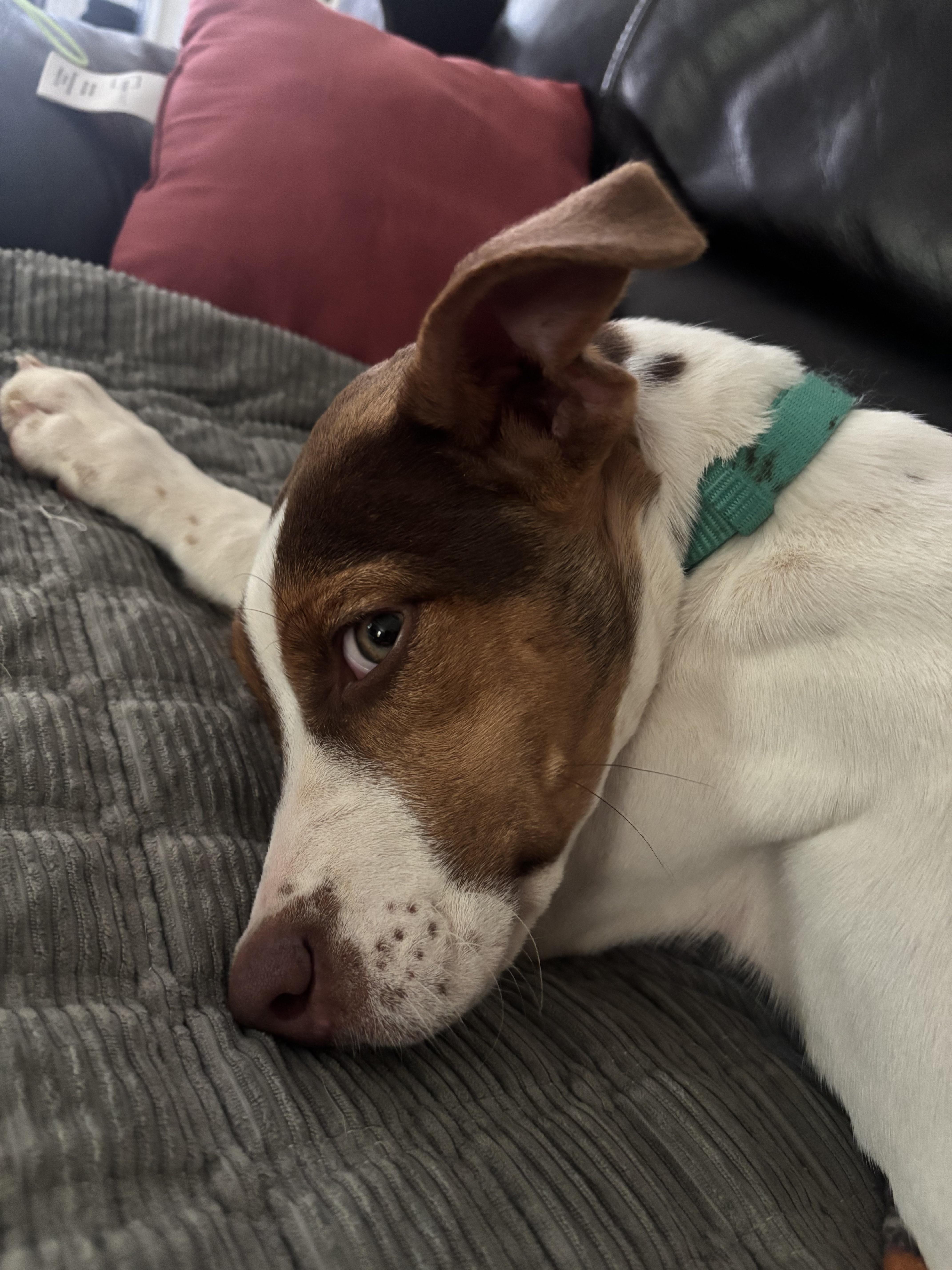 Enlarge Maple, a Adoptable mixed breed in polkton, NC image 3/6