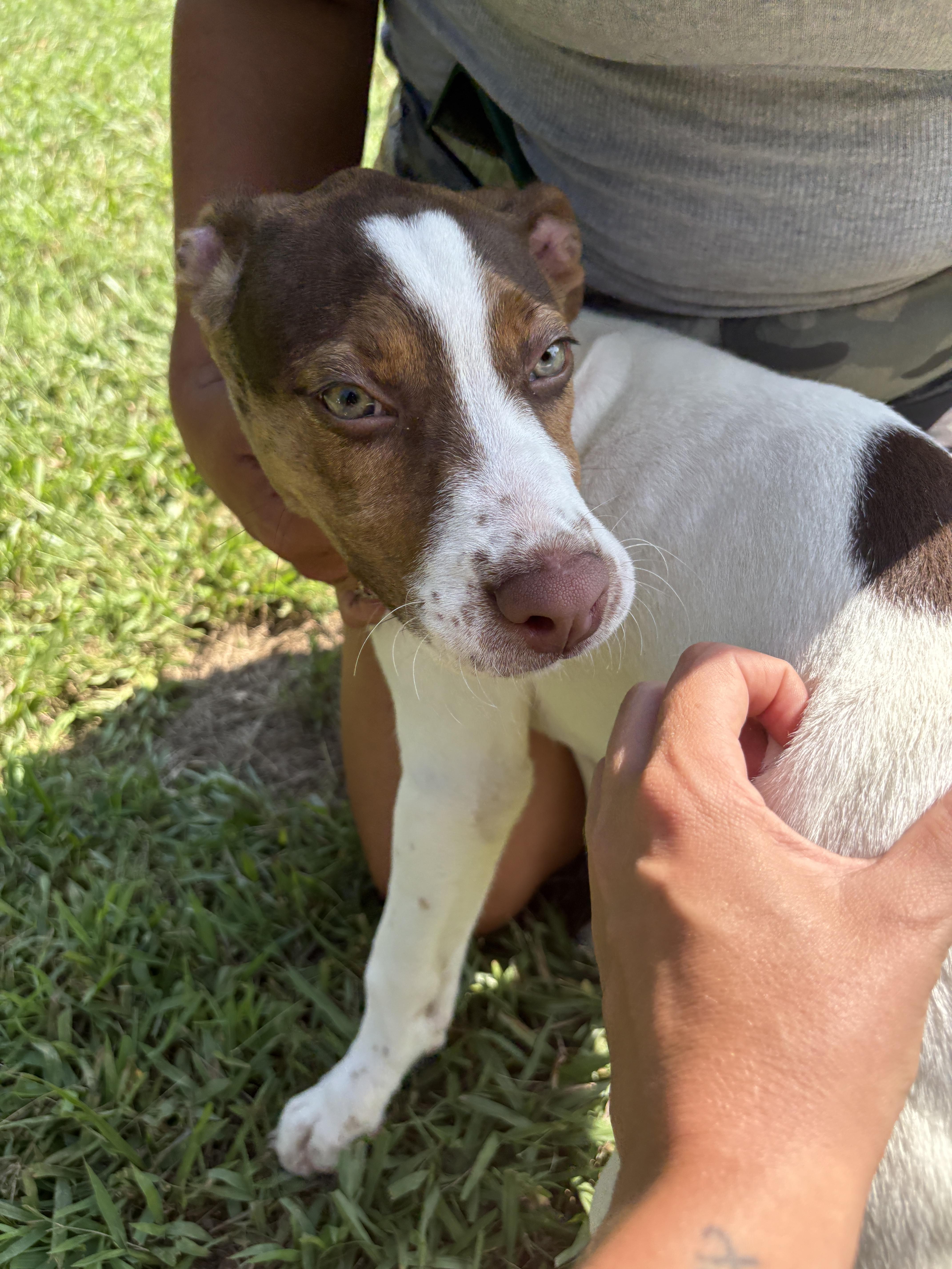 Enlarge Maple, a Adoptable mixed breed in polkton, NC image 4/6