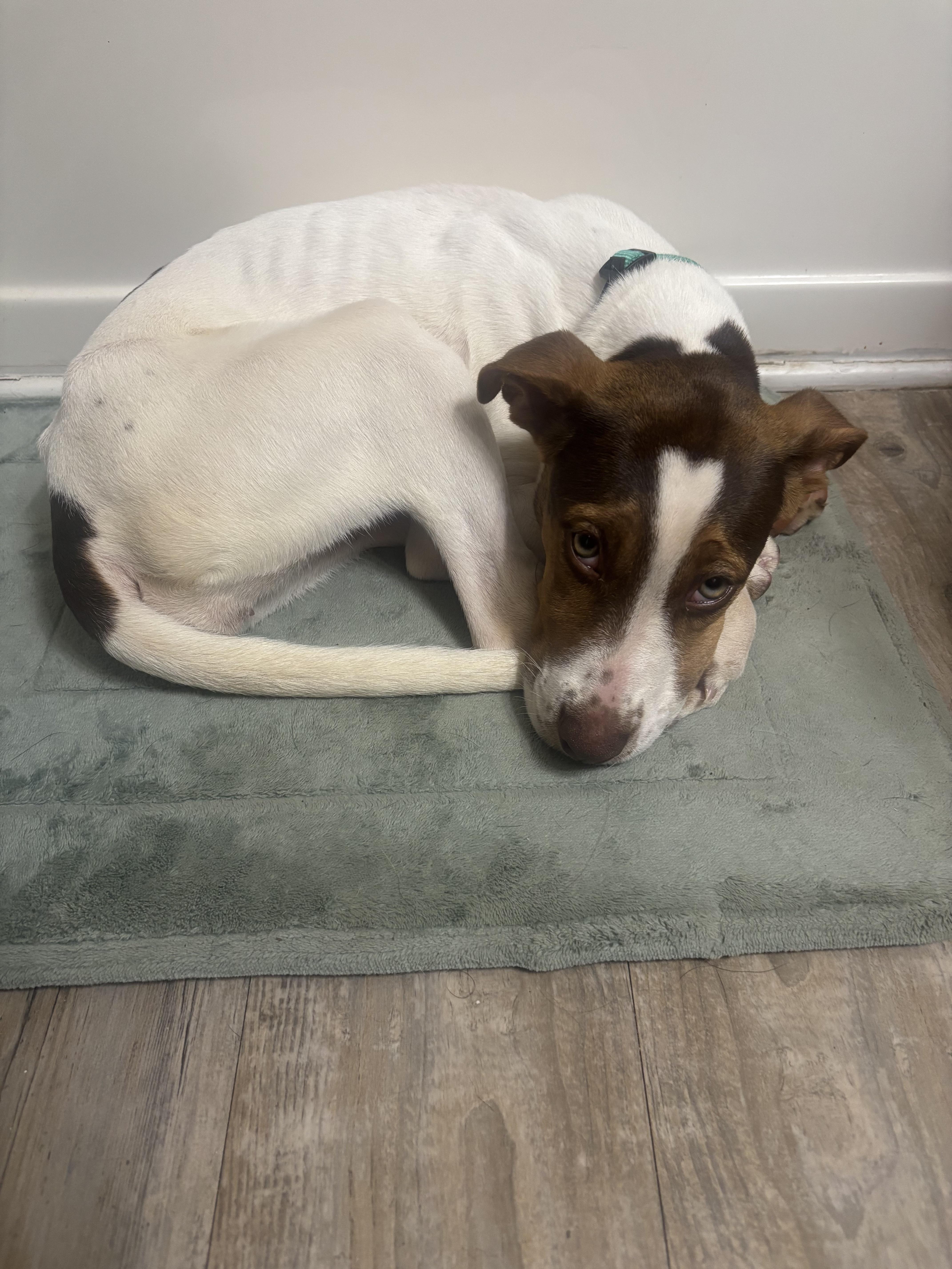 Enlarge Maple, a Adoptable mixed breed in polkton, NC image 5/6