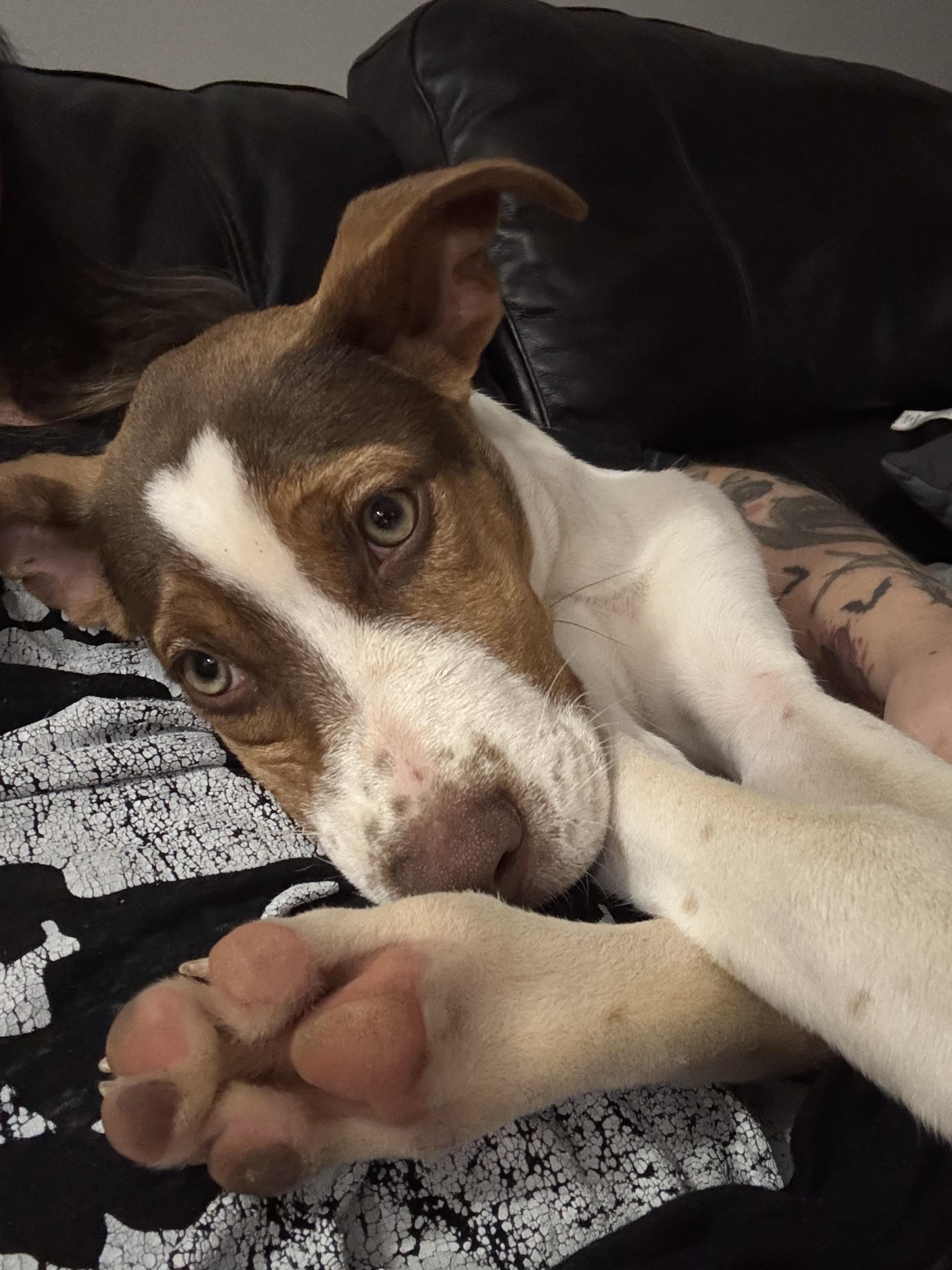 Enlarge Maple, a Adoptable mixed breed in polkton, NC image 6/6