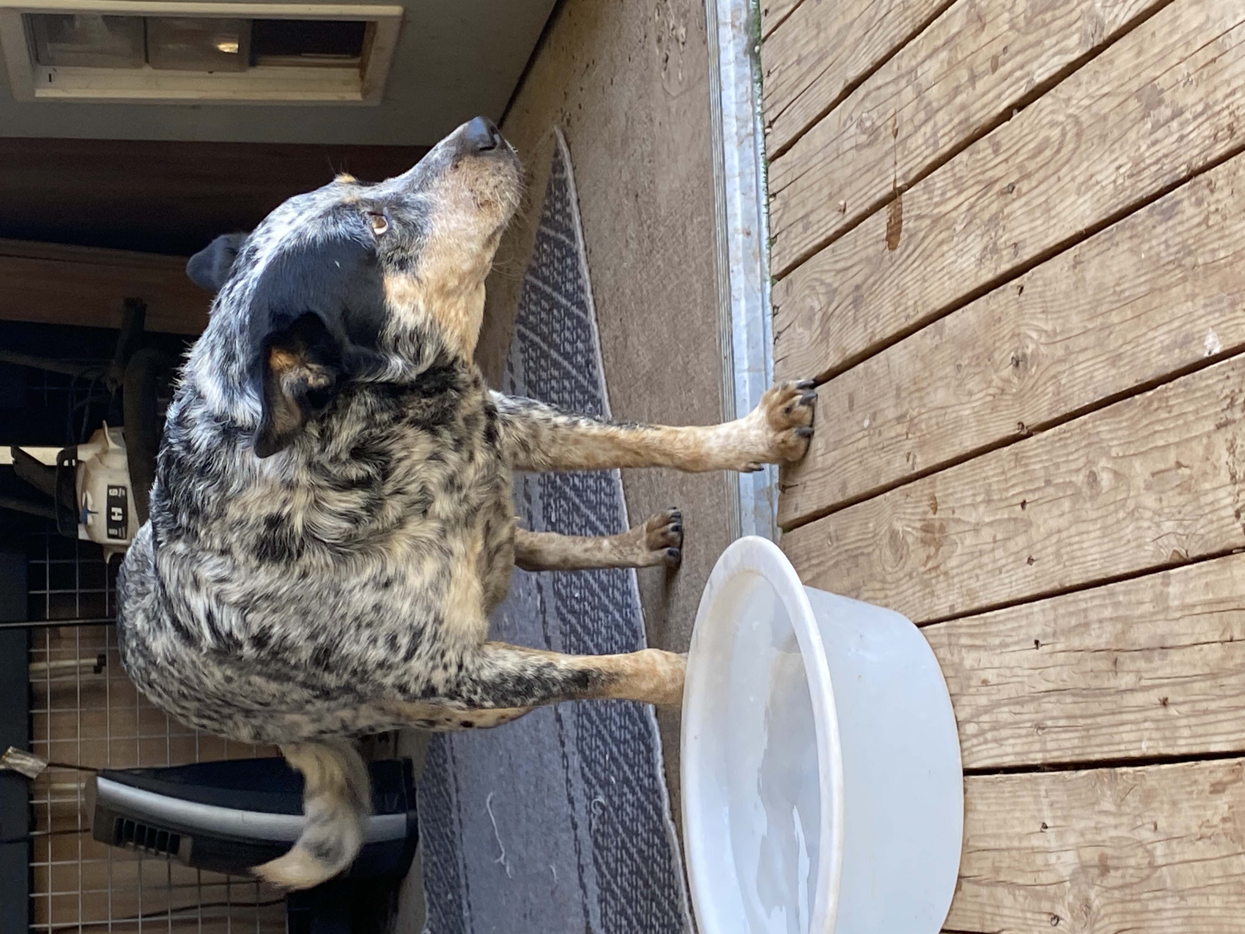 Enlarge Spot, a Adopted Australian Cattle Dog / Blue Heeler in Shallowater, TX image 1/2