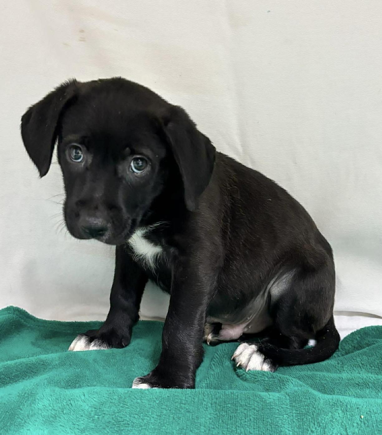 Enlarge Levy , a ADOPTABLE mixed breed in Pelham, NH image 5/6