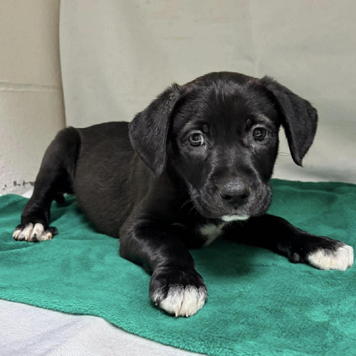 Levy , ADOPTABLE, Puppy Male Black Labrador Retriever & Mixed Breed.