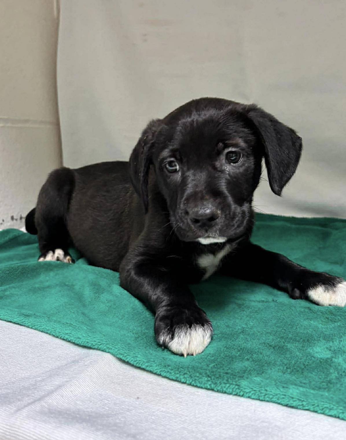 Enlarge Levy , a ADOPTABLE mixed breed in Pelham, NH image 6/6
