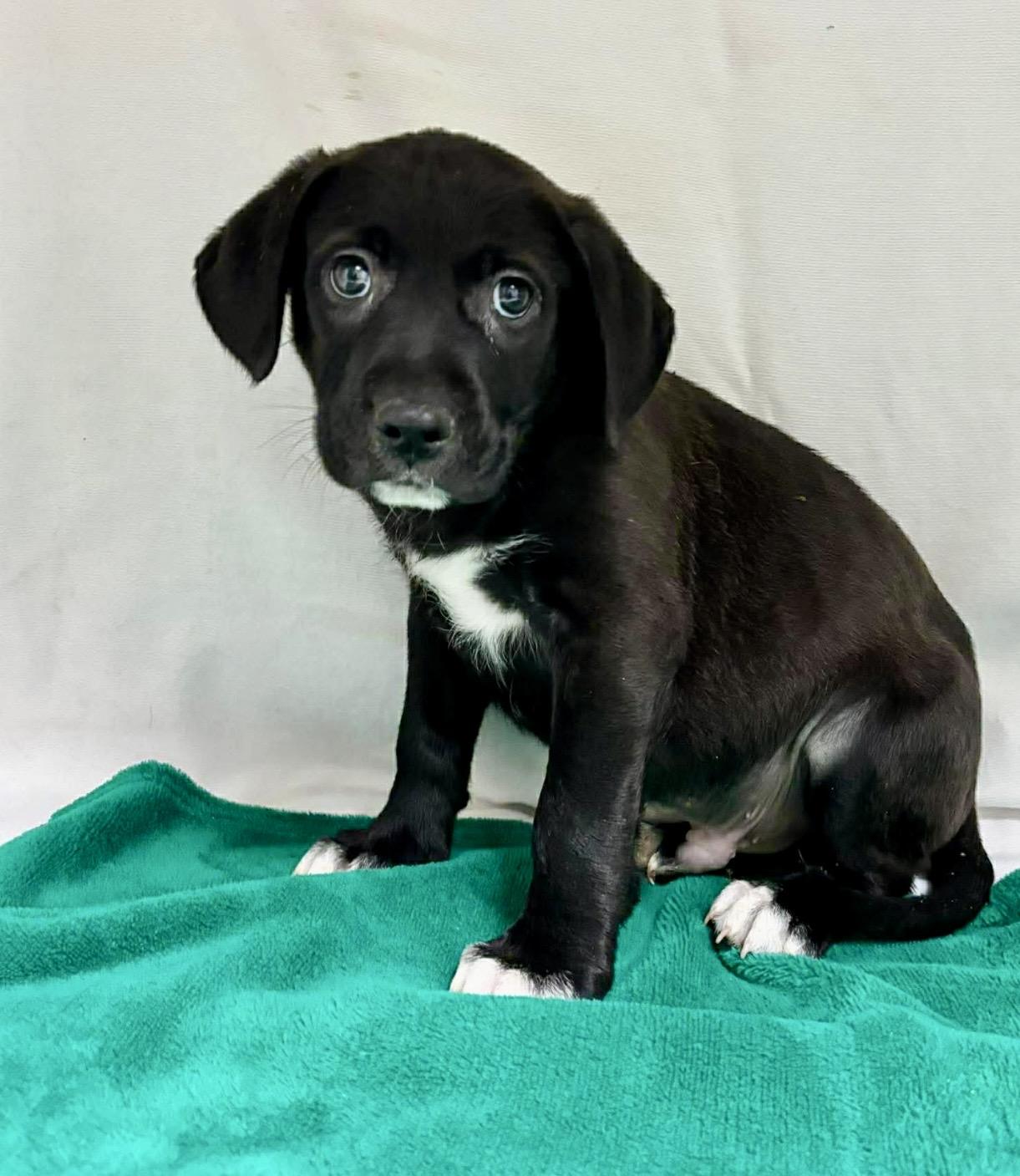 Enlarge Levy , a ADOPTABLE mixed breed in Pelham, NH image 4/6