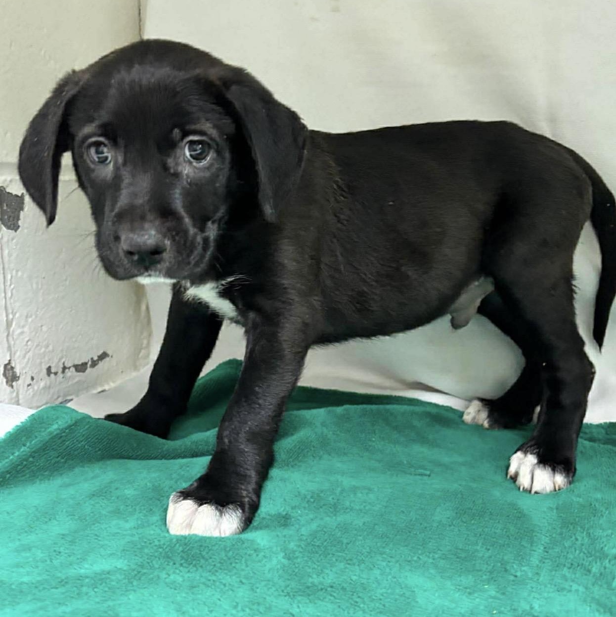 Enlarge Levy , a ADOPTABLE mixed breed in Pelham, NH image 3/6