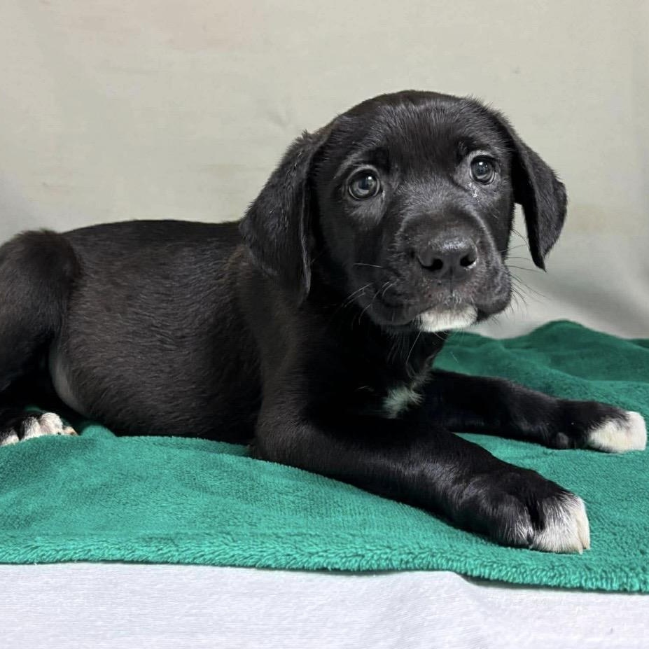 Enlarge Levy , a ADOPTABLE mixed breed in Pelham, NH image 2/6