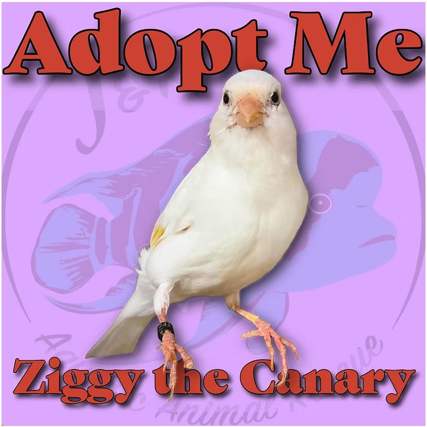 Ziggy the Canary, Adoptable, Adult Unknown Canary.