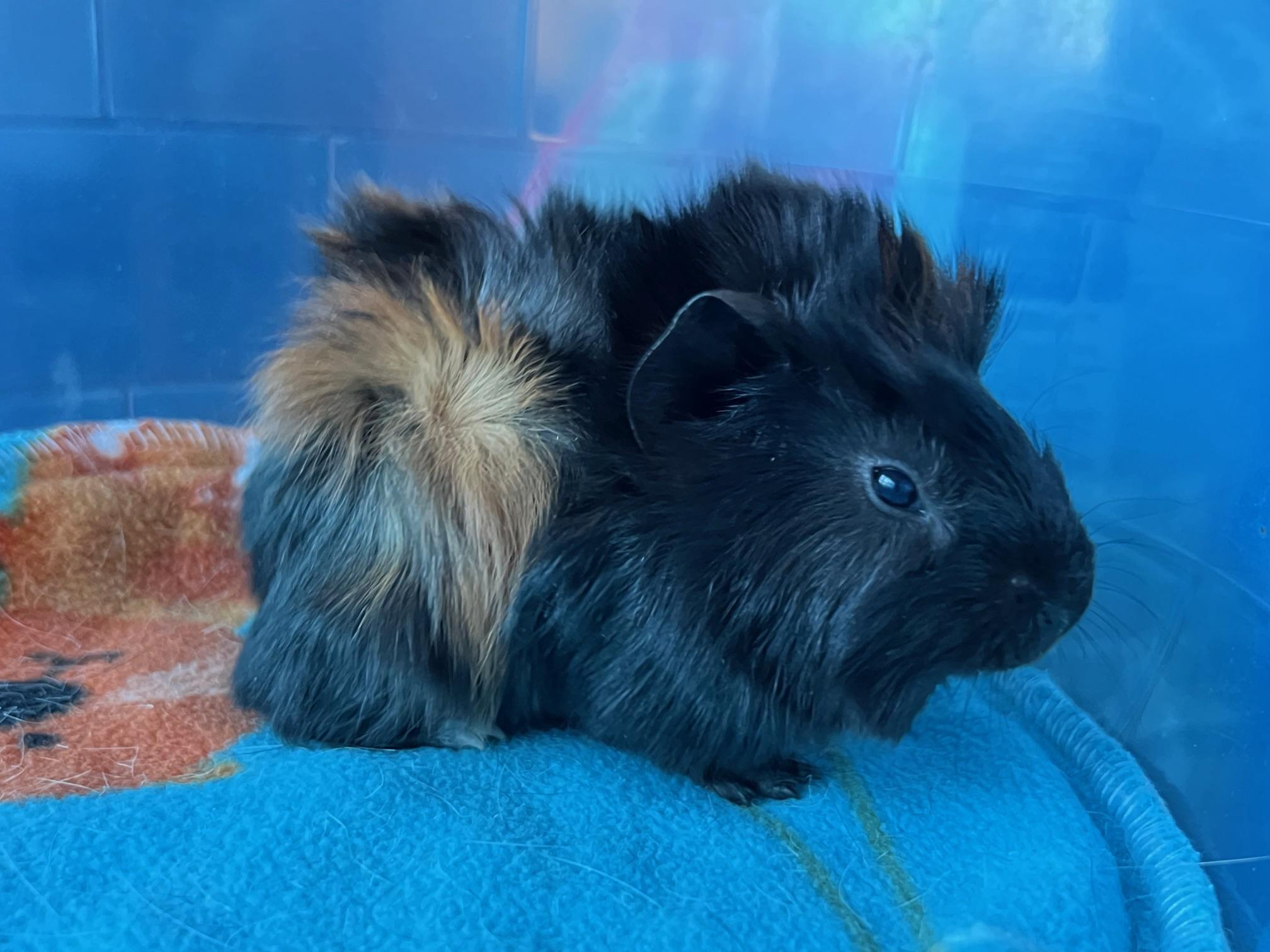 Enlarge Ben and Kona, a Adoptable Abyssinian in Wellington, CO image 1/3