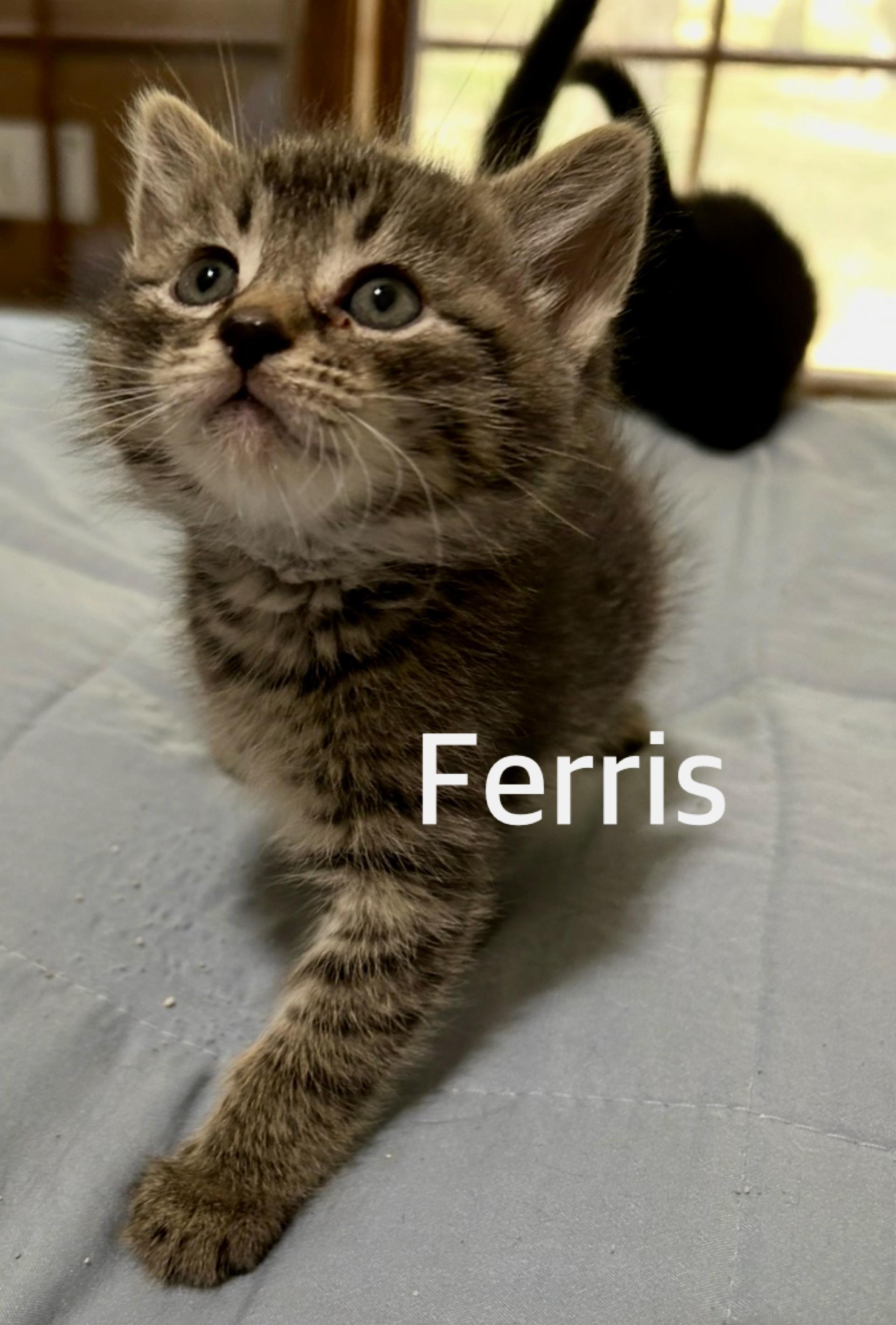 Ferris, adopted, Kitten Male Domestic Short Hair.