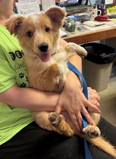 Rocky, adopted, Puppy Male Australian Shepherd & Australian Cattle Dog / Blue Heeler.