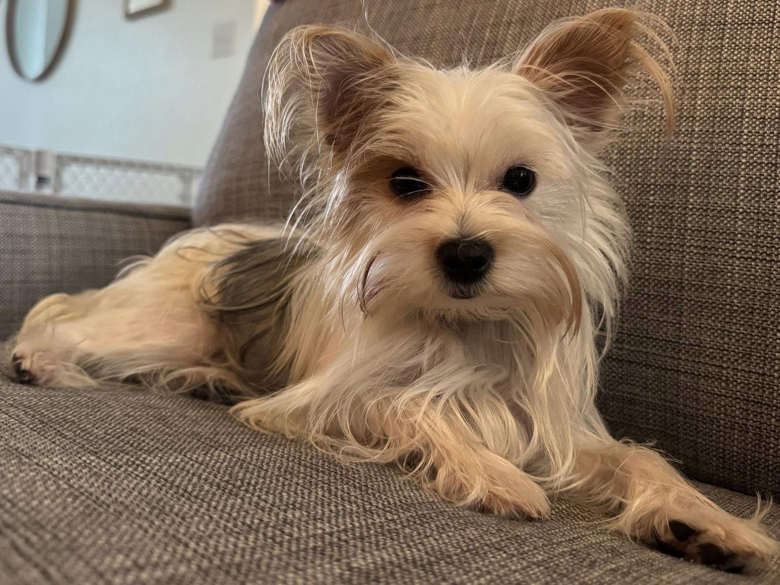 Sushi, a Adopted Yorkshire Terrier in Greenville, SC image 1/3