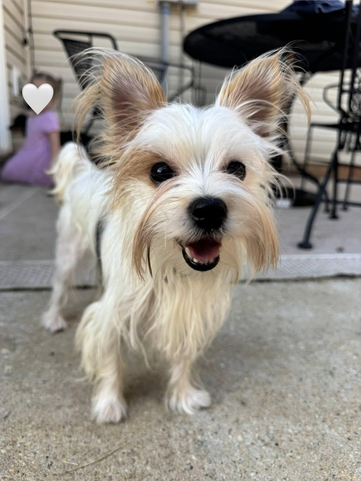Sushi, a Adopted Yorkshire Terrier in Greenville, SC image 2/3