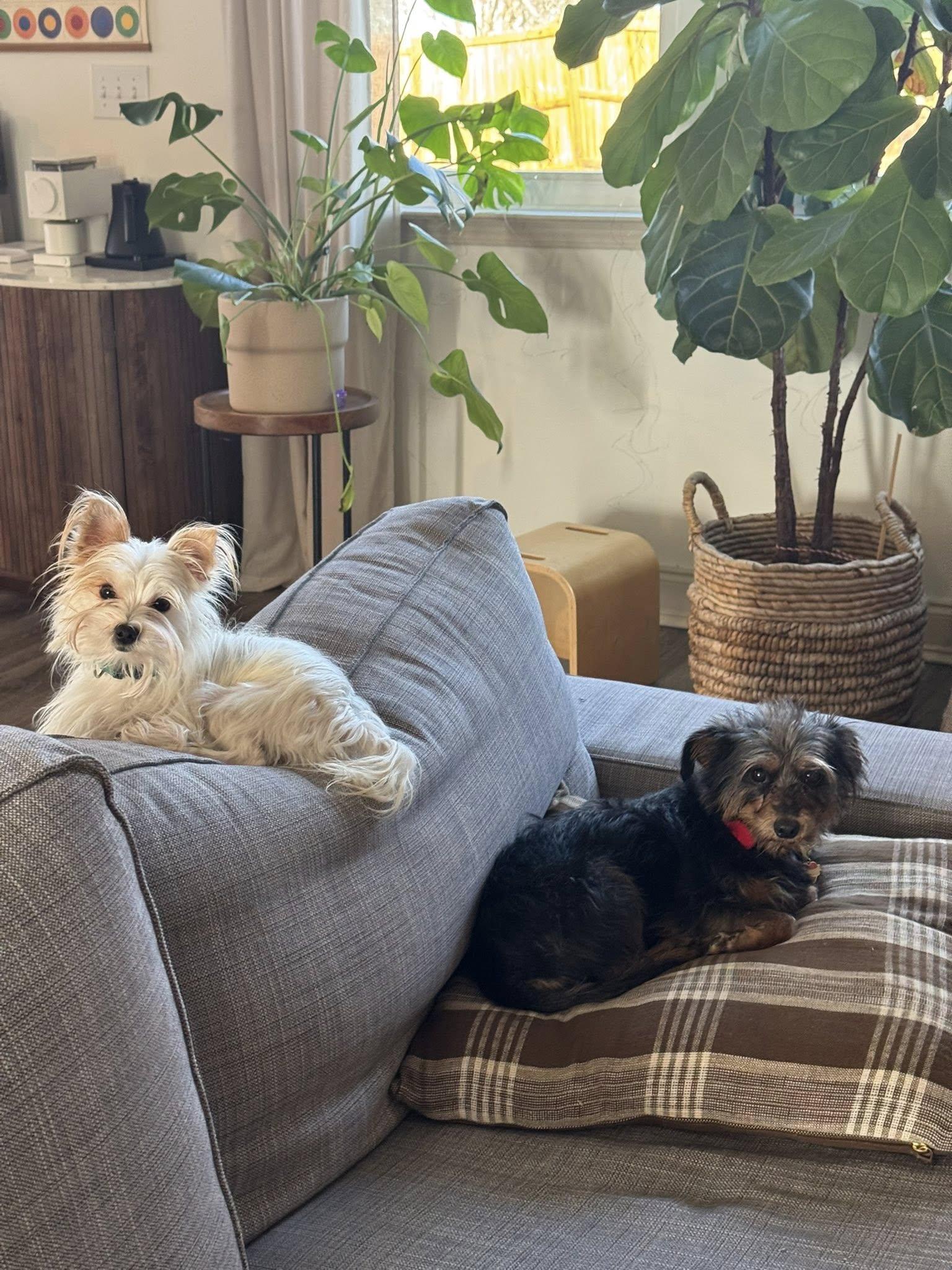 Sushi, a Adopted Yorkshire Terrier in Greenville, SC image 3/3