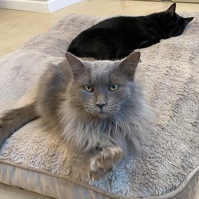 Elsa, Adoptable, Adult Female Domestic Long Hair.