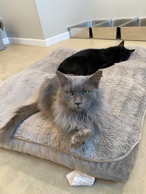 Elsa, an adoptable Domestic Long Hair in Henrietta, TX, 76365 | Photo Image 2