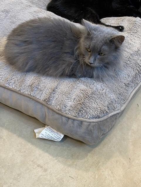 Elsa, an adoptable Domestic Long Hair in Henrietta, TX, 76365 | Photo Image 3