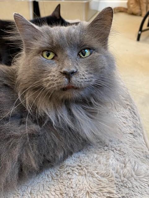 Elsa, a Adoptable Domestic Long Hair in Henrietta, TX image 3/3