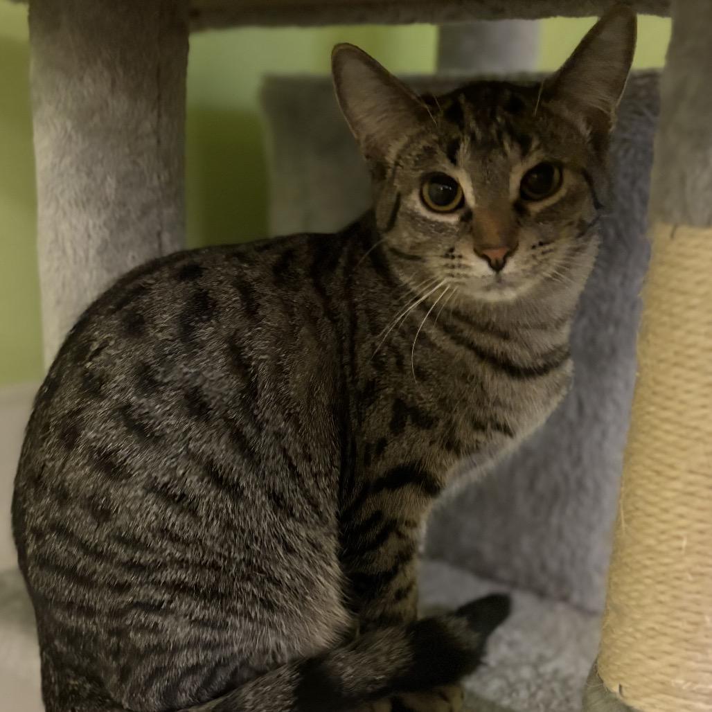 Enlarge Barrel, a Adoptable Domestic Short Hair in Chicago, IL image 1/1