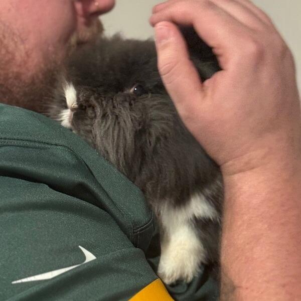 Enlarge S'mores, a Adoptable Lionhead in Alma, WI image 2/5