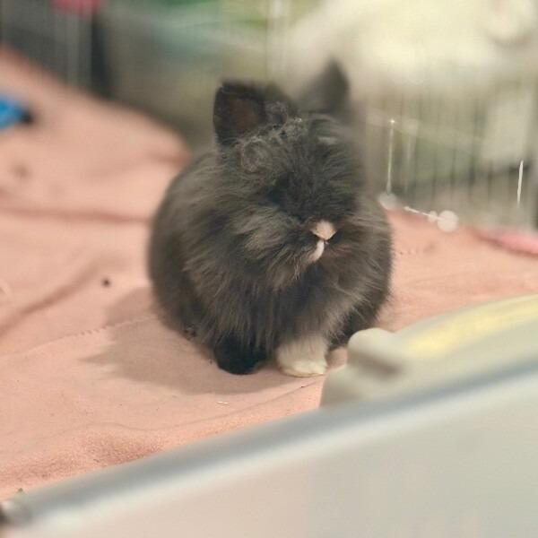 Enlarge S'mores, a Adoptable Lionhead in Alma, WI image 3/5