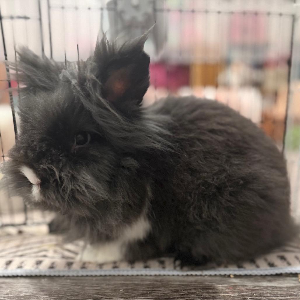 Enlarge S'mores, a Adoptable Lionhead in Alma, WI image 1/6
