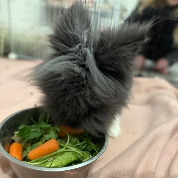 Enlarge S'mores, a Adoptable Lionhead in Alma, WI image 4/5