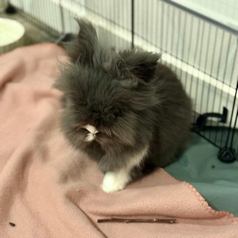 Enlarge S'mores, a Adoptable Lionhead in Alma, WI image 5/5