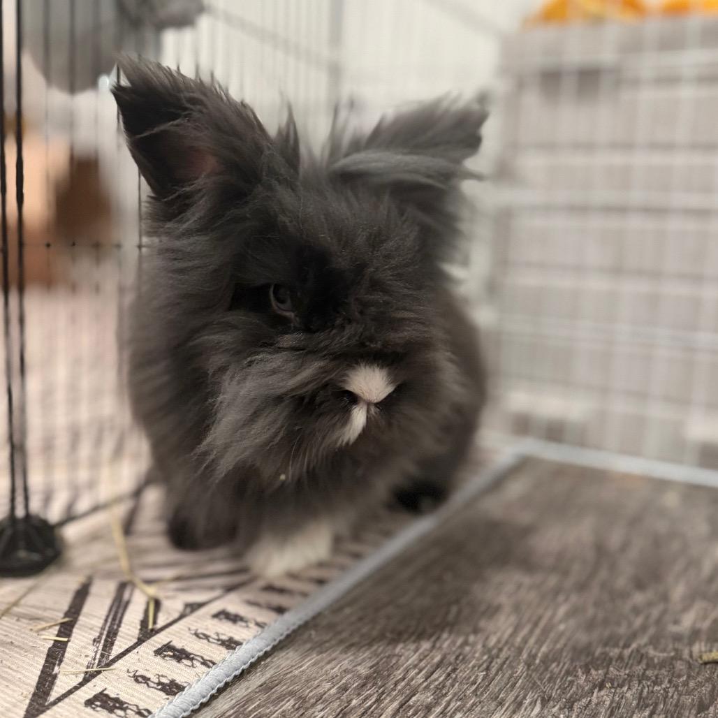 Enlarge S'mores, a Adoptable Lionhead in Alma, WI image 2/6