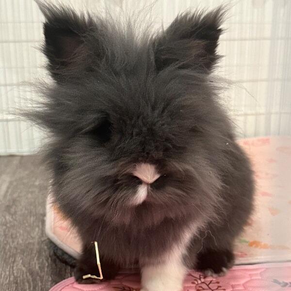 S'mores, Adoptable, Adult Male Lionhead.