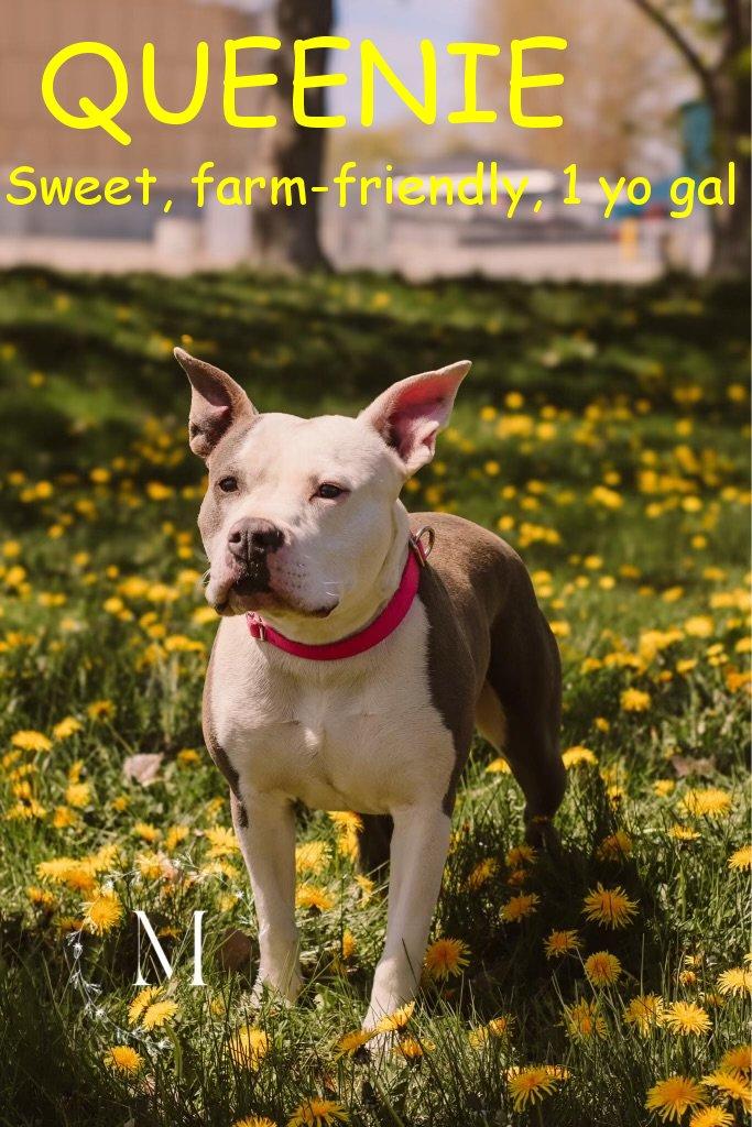 Enlarge Queenie, a Adopted mixed breed in Jerome, ID image 1/1