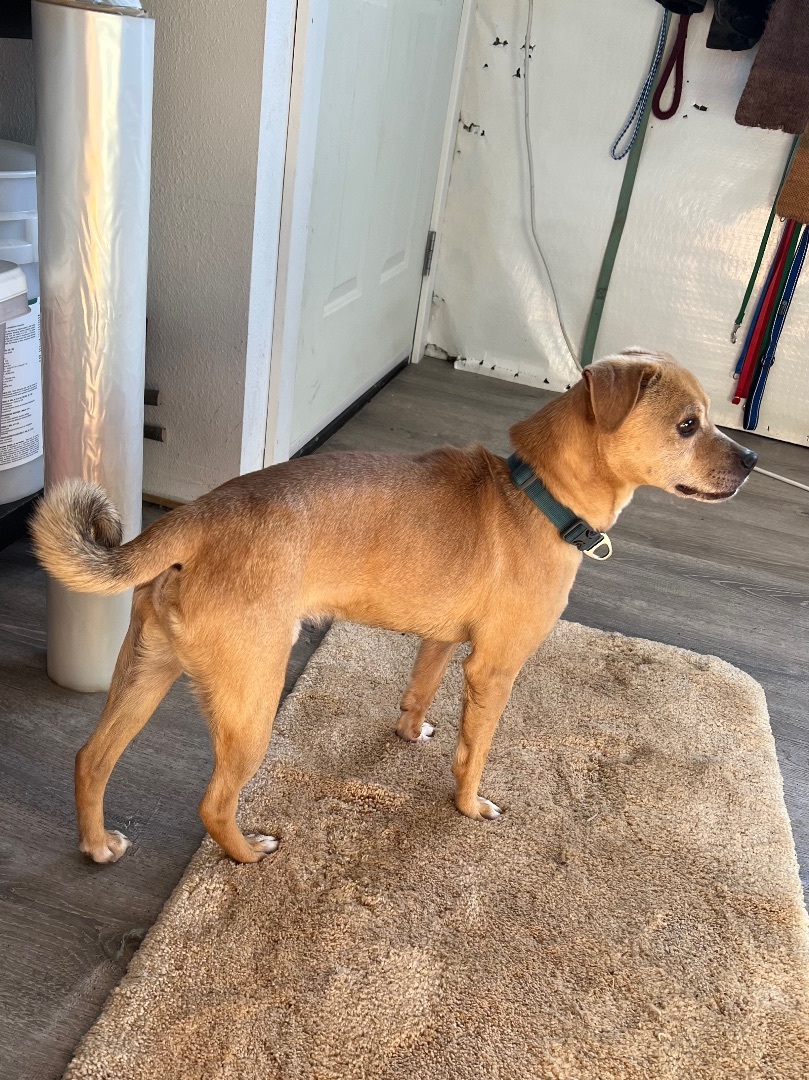 Enlarge Sarge, a Adoptable mixed breed in Bend, OR image 1/10