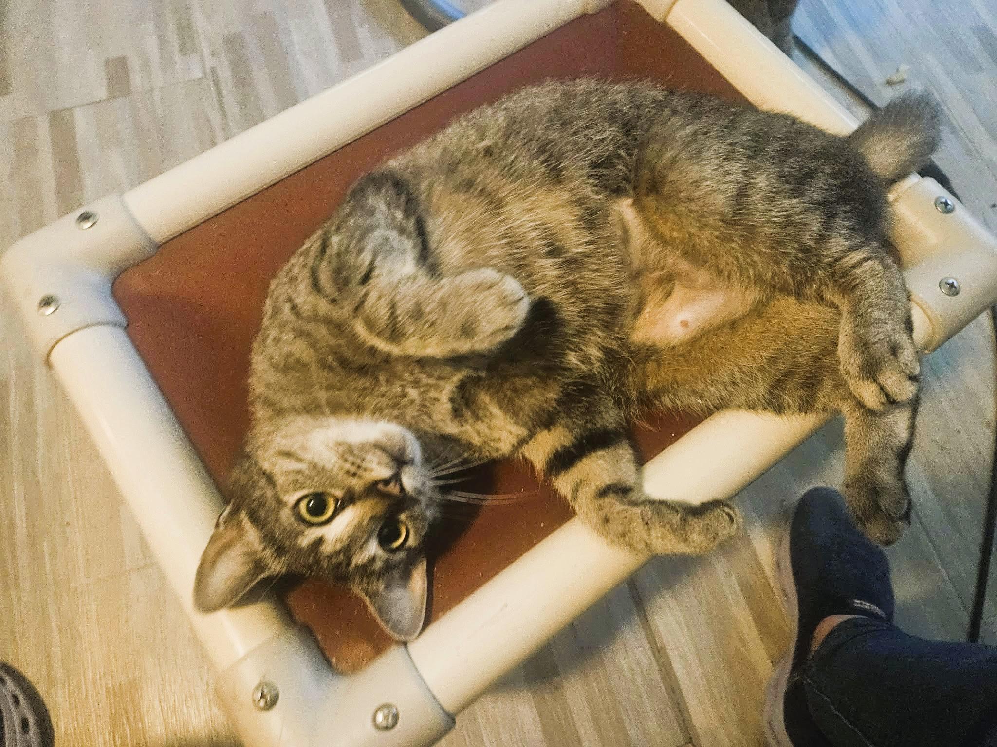 Enlarge Serena (Lap Cat), a ADOPTABLE Domestic Short Hair in Rochester, NY image 2/3