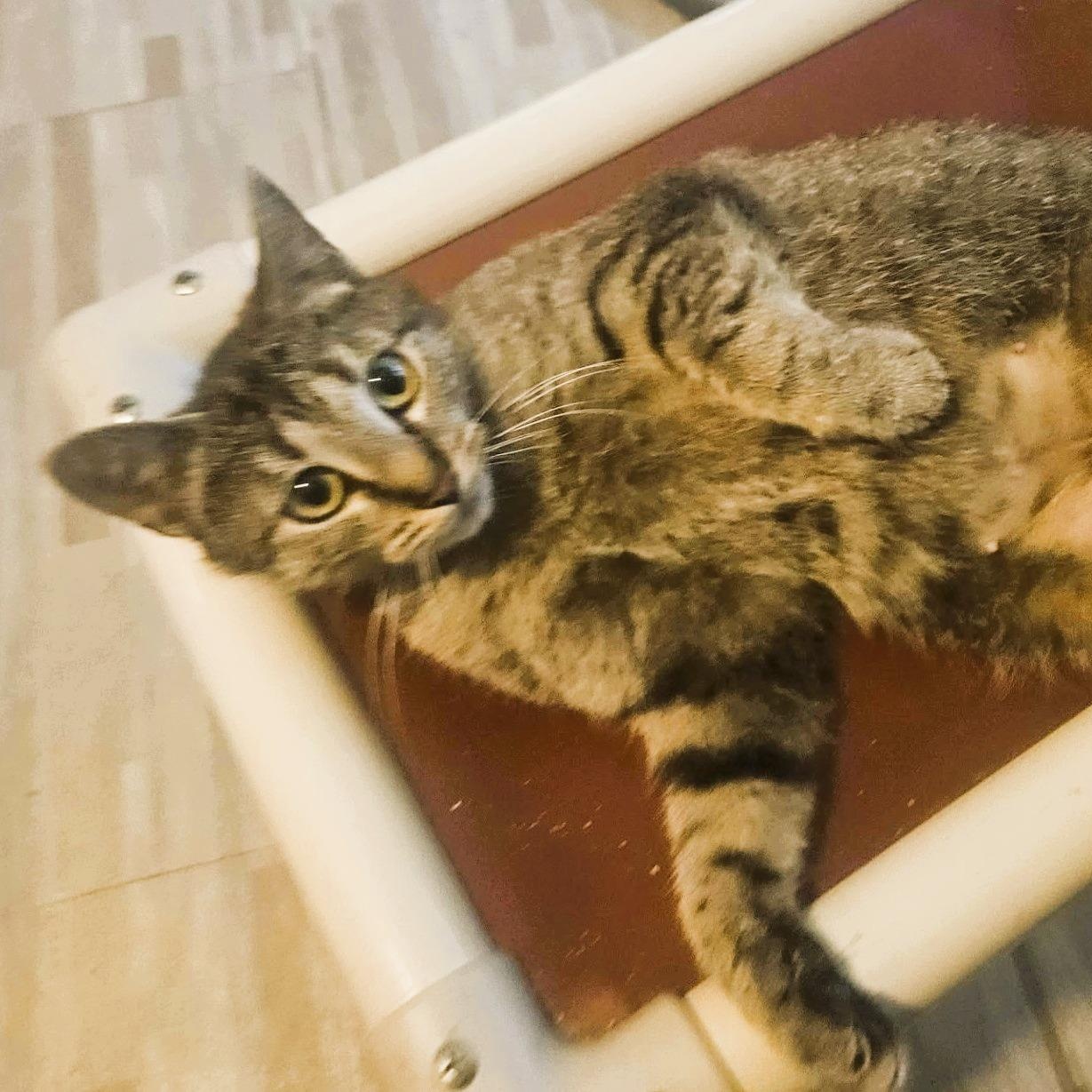 Enlarge Serena (Lap Cat), a ADOPTABLE Domestic Short Hair in Rochester, NY image 1/3