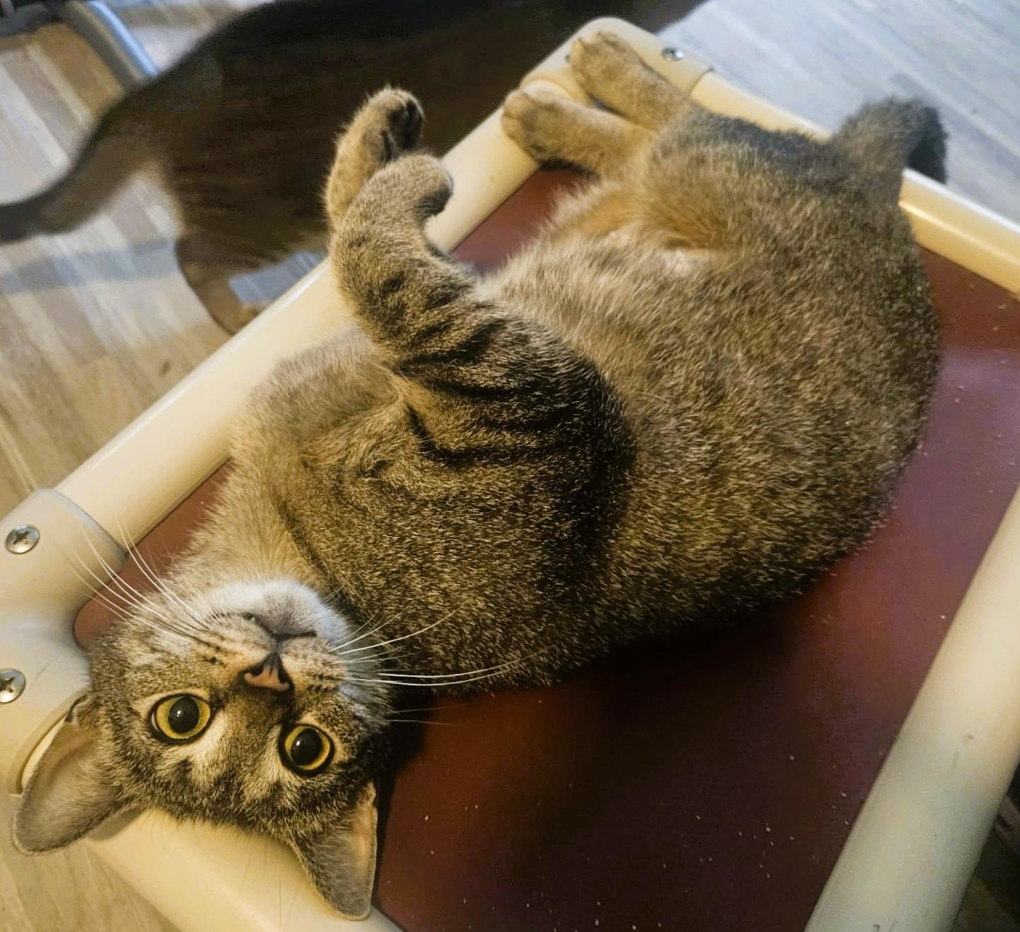 Enlarge Serena (Lap Cat), a ADOPTABLE Domestic Short Hair in Rochester, NY image 3/3