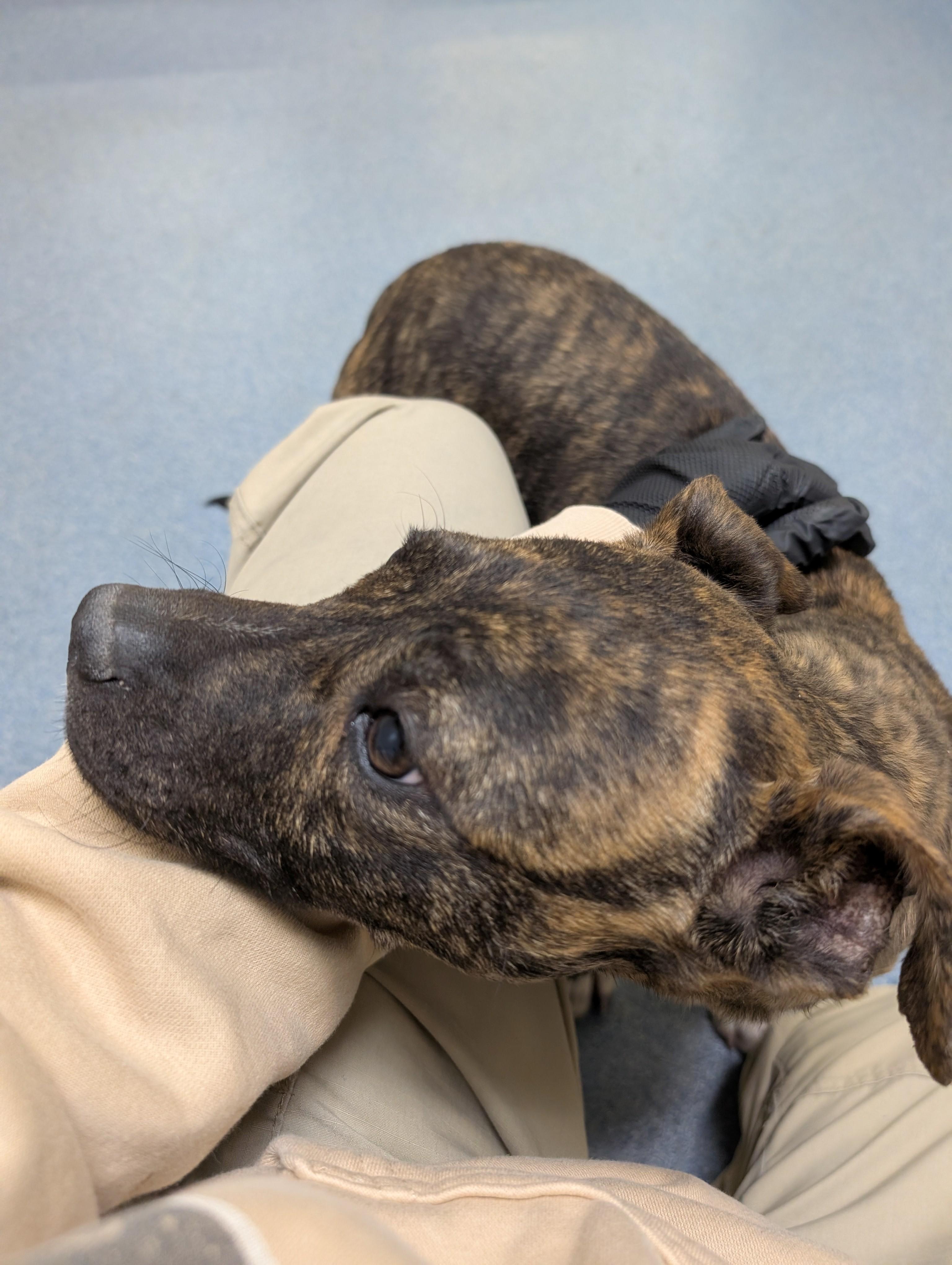 Enlarge Huxley, an adopted mixed breed in Suffolk, VA image 2/3