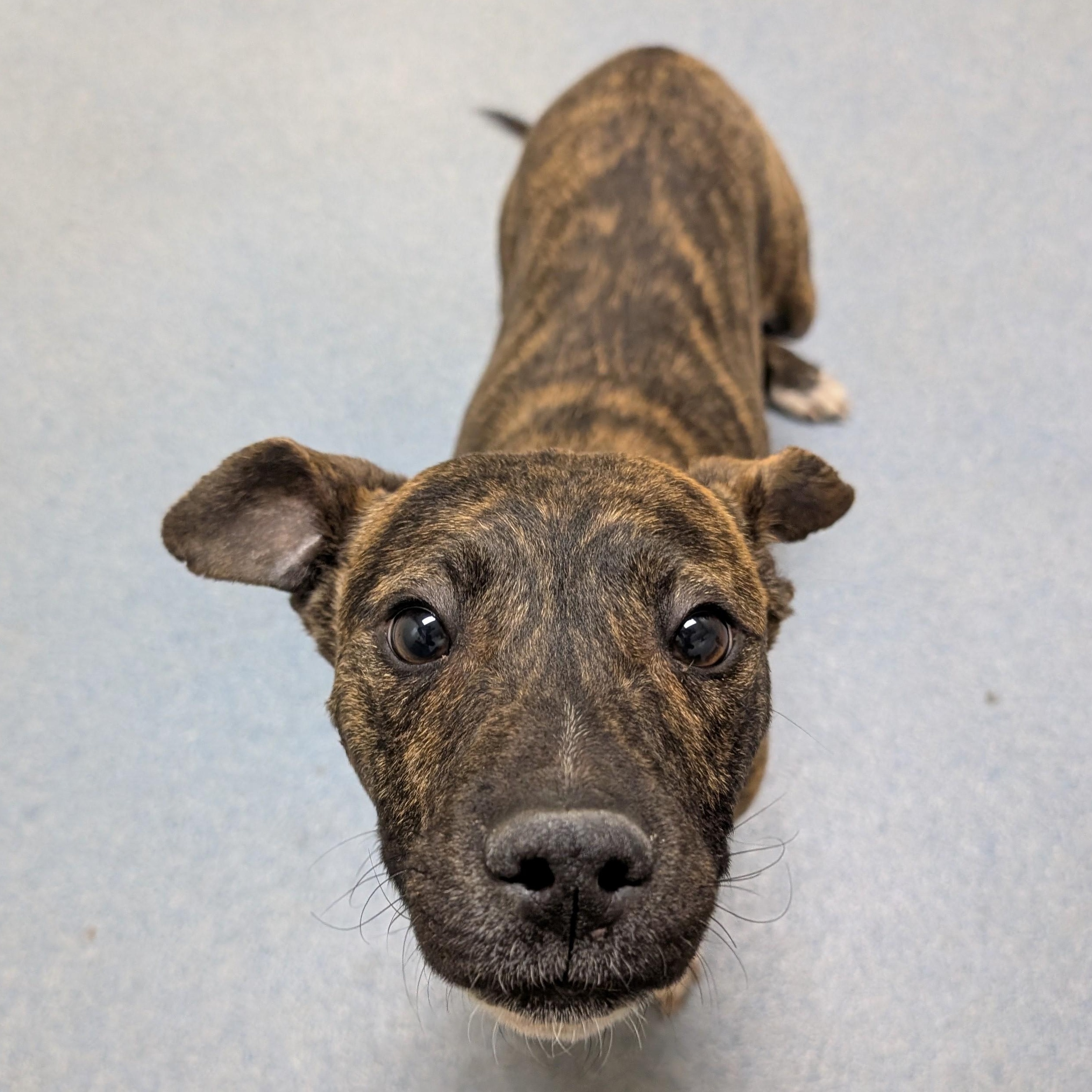 Huxley, adopted, Young Male Pit Bull Terrier.