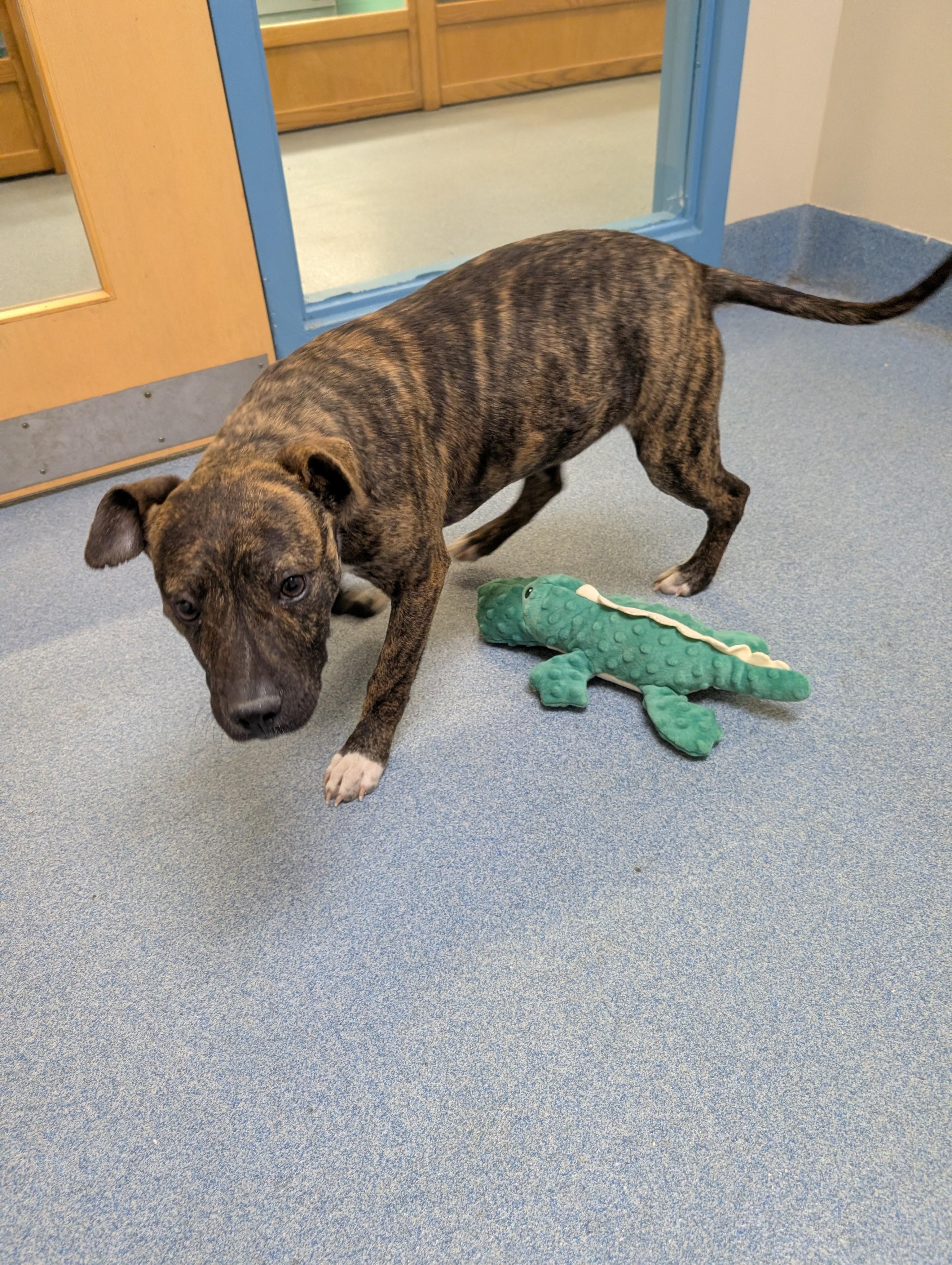 Enlarge Huxley, an adopted mixed breed in Suffolk, VA image 3/3