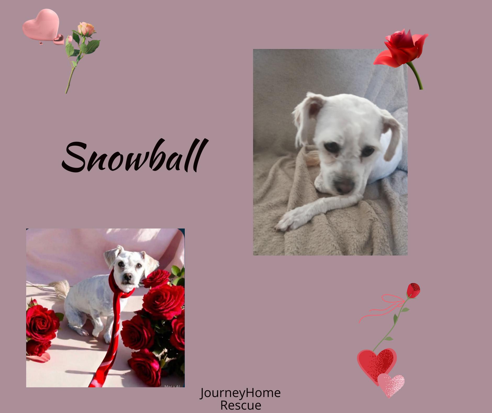 Snowball, Adult Male Shih Tzu